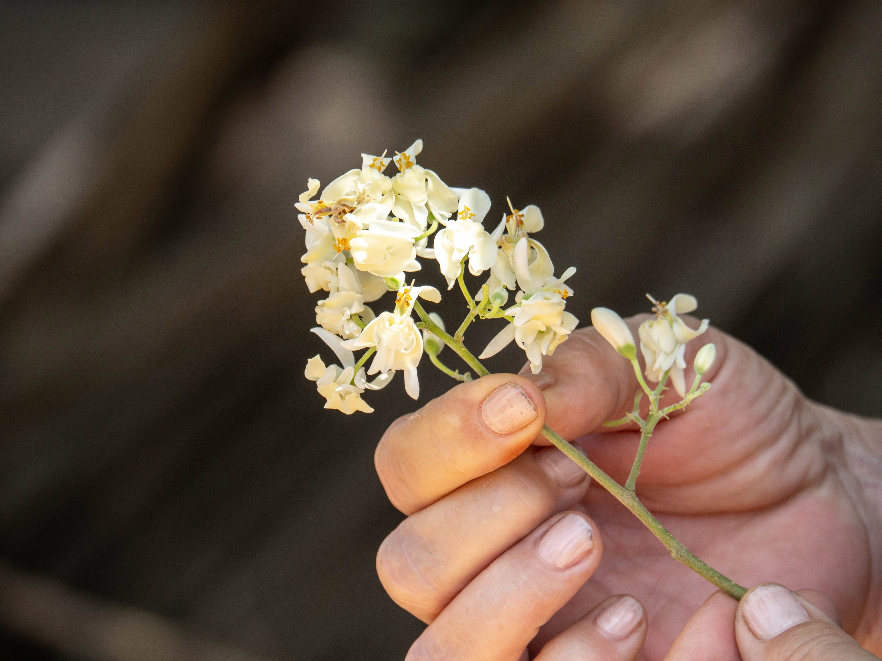 Los beneficios de la Moringa