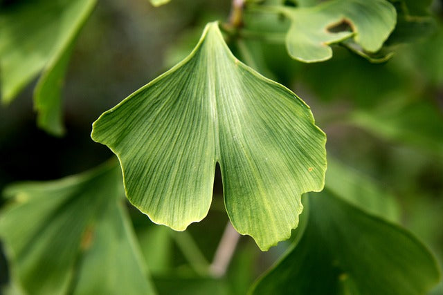 Los beneficios del Ginkgo Biloba para la salud mental y física