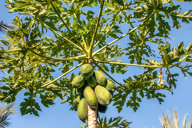 Los 5 beneficios de la papaya para la salud