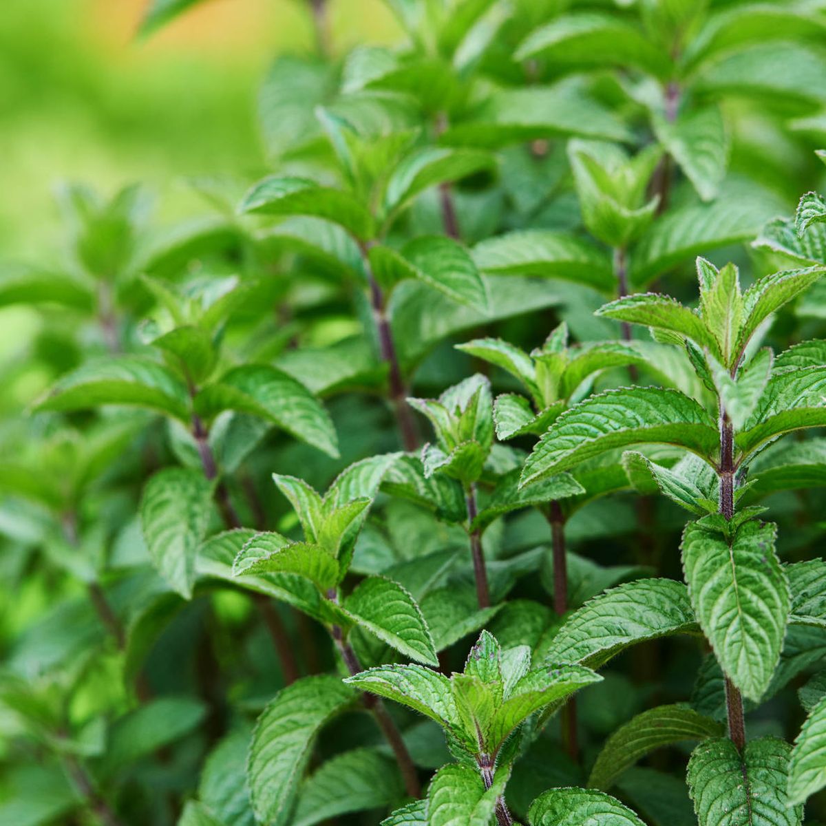 ¿Sabías que la menta piperita te ayuda a digerir mejor, respirar libremente y dormir plácidamente?