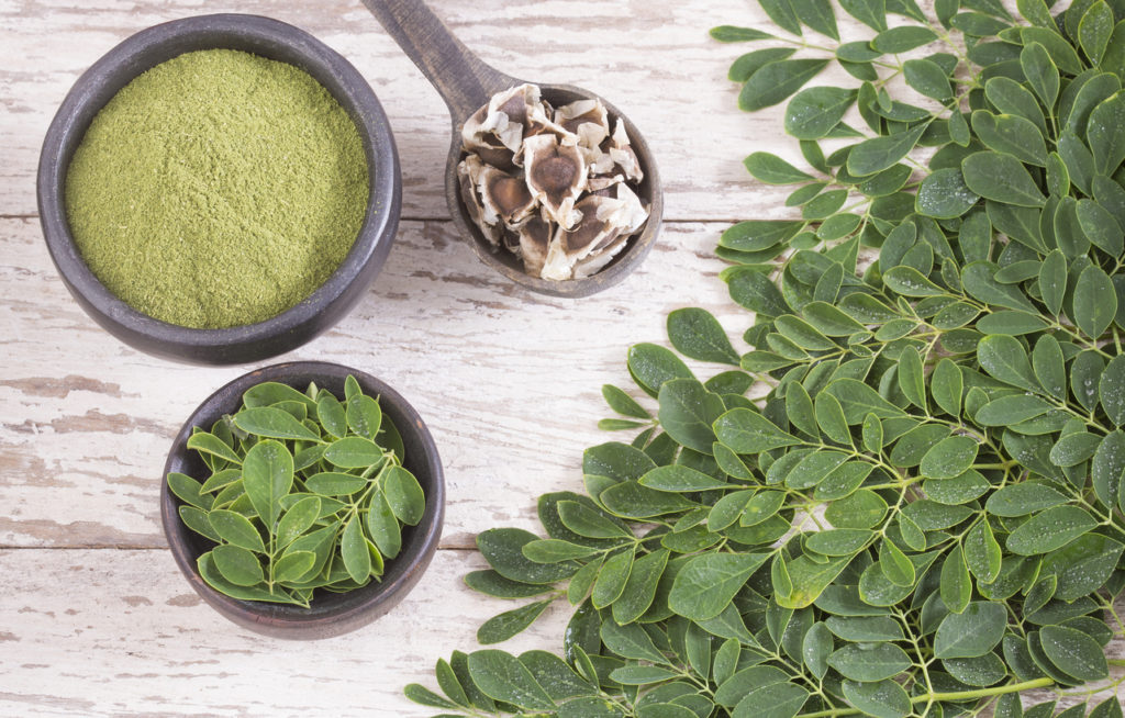 Moringa ecol+ogica